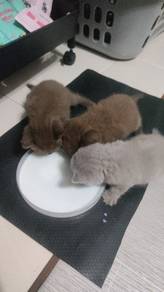 bsh cinnamon