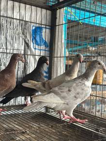 merpati gbh