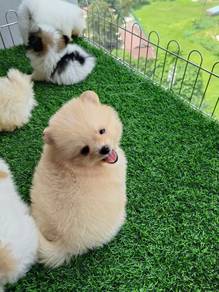 teacup Pomeranian 12