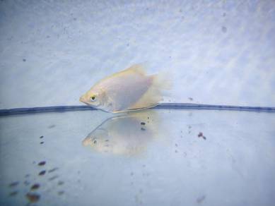 anak ikan kaloi 