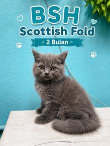 BSH ( Bapak Scottish hold , IBu BSH ori)
