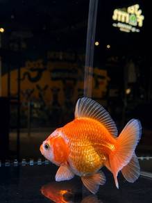 Shogun Oranda