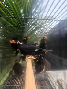 Burung tiong mas siap lesen