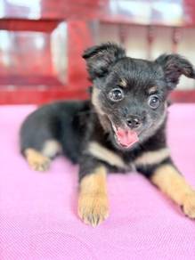 Chihuahua Puppy - CP2