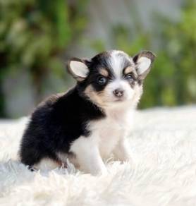 CHIHUAHUA PUPPIES VIP25🌷Head Apple Cute Dog Boy