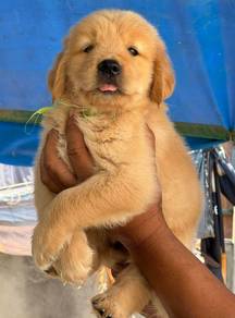 GOLDEN RETRIEVER PUPPIES M758 🌻 黃金獵犬 Cream / Gold