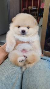 Tiny Pomeranian 