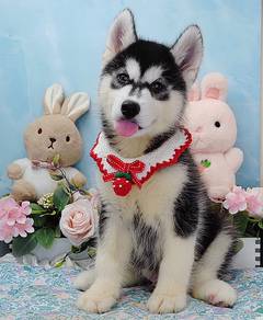 Wooly Husky