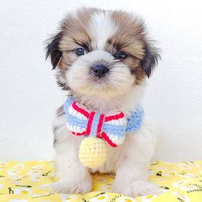 Shih Tzu