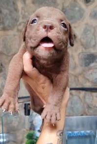 Pitbull XL Female High Quality puppy