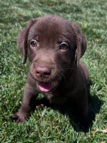 Labrador retriever puppies 1