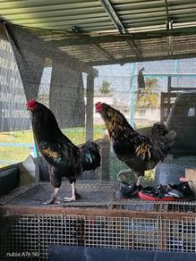 Ayam easter egger / ayam telur hijau