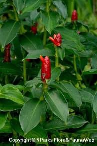 Costus Woodsonii / Red Cane / Scarlet Spiral Flag