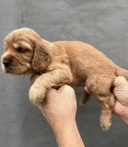 ENGLISH COCKER SPANIEL PUPPIES M178 🌻 Girl  Brown