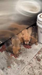 6 puppies 