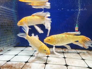 Aquarium fish Koi 9-10"++