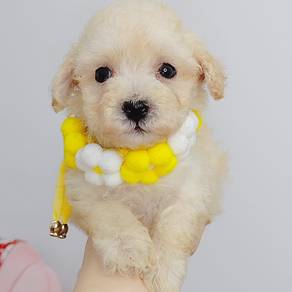 Poodle
