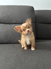YY655 Chihuahua long haired puppy