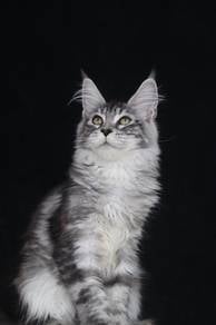 mainecoon