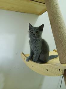 British shorthair kitten