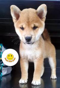 MM9000 Shiba Inu little cute puppy dog