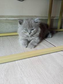 bsh 