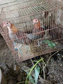 ayam kapan kelabu