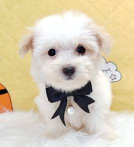 Maltipoo