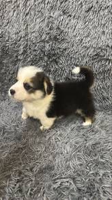 Special With tail Corgi Male n Female Puppy