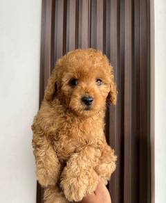 toy poodle available 