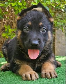 GERMAN SHEPHERD PUPPIES F112 🐻Rehome Male/Female
