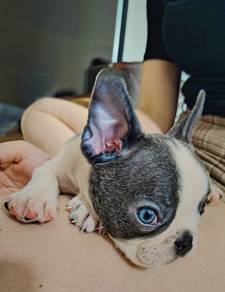 French Bulldog For Sale 