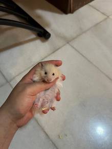 baby big bone 1 month