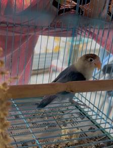Lovebirds Anak Muda