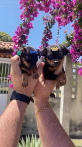 mini pinscher p