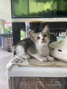 kucing manja kitten