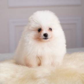purebreed Tiny pomerian available 