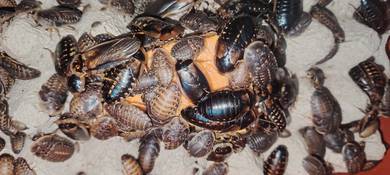 Dubia Induk