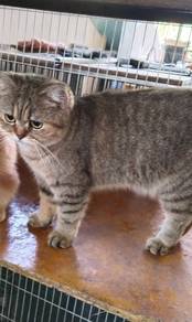 Bsh female