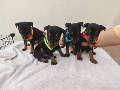 New! Pure miniature pinscher 1108A