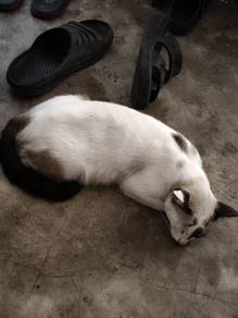 Kucing Dan Anak" Free