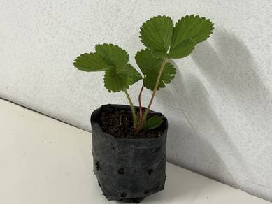 strawberry plant