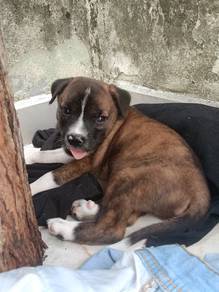 FREE up for adoption puchong perdana