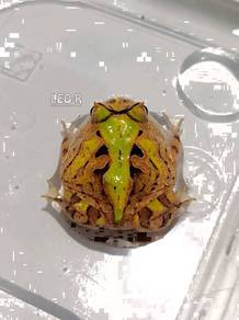 Surinam Horned Pacman Frog / Katak