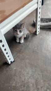 kucing untuk dilepaskan (free)
