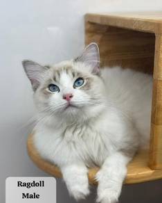 Ragdoll cat with Certificate for sale
