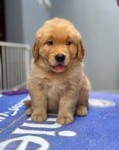 golden retriever puppies b