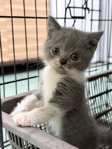 Male BSH