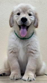 GOLDEN RETRIEVER PUPPIES M790🌻 黃金獵犬 female