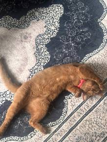 BSH Cinnamon
